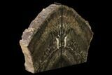 Tall, Triassic Age, Petrified Wood Bookends - Arizona #172016-2